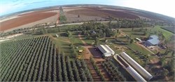 Could Drones Be the Next Big Thing for the Australian Olive Industry?